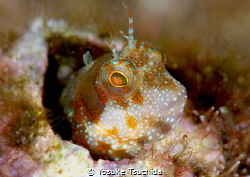 Mimoblennius atrocinctus by Yosuke Tsuchida 
